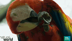 Cleaning Macaw Claws GIF
