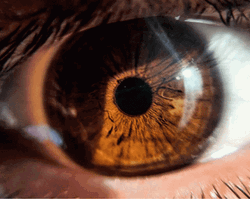 Clear Honey Colored Lense In Eyeball GIF