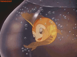 Cleo The Fish Eyelashes Bats GIF
