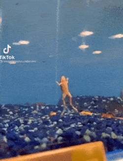 Cletustron GIF