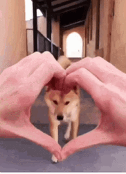 Clever Dog Smile Slipped Through Heart  GIF