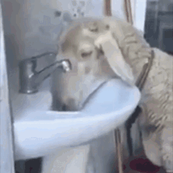 Clever Sheep Drinking On Faucet GIF