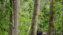 Climbing Bear Wildlife GIF
