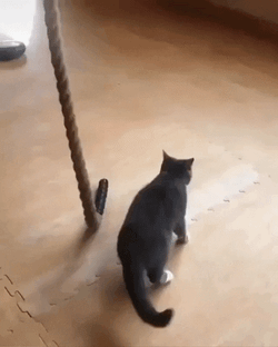 Climbing Cat Rope GIF