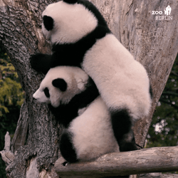 Climbing Panda Friends GIF
