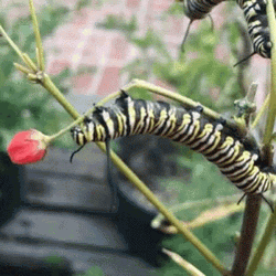 Clinging Monarch Caterpillar