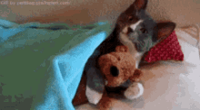 Clingy Cat Dog Hug GIF