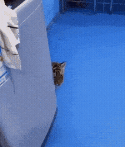 Close Up Angry Cartoon Tiger GIF