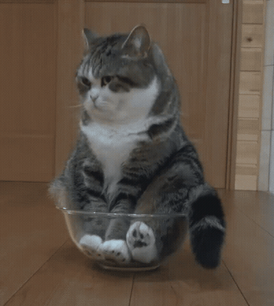 Close-Up Bag Of Food Saying Chicken GIF