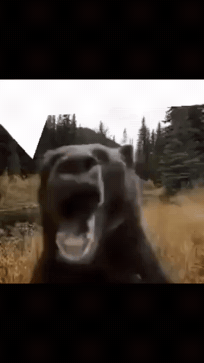 Close Up Bear With Mouth Open In Field GIF