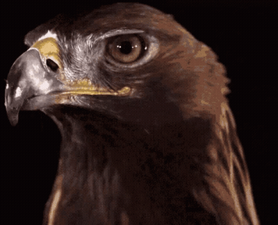 Close Up Bird Black Background GIF