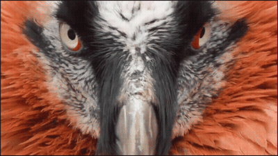 Close Up Bird Face With Orange Eyes GIF