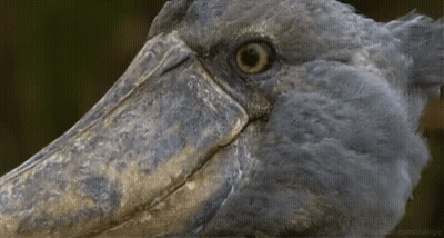 Close Up Bird Head With Long Beak And White Eyes GIF