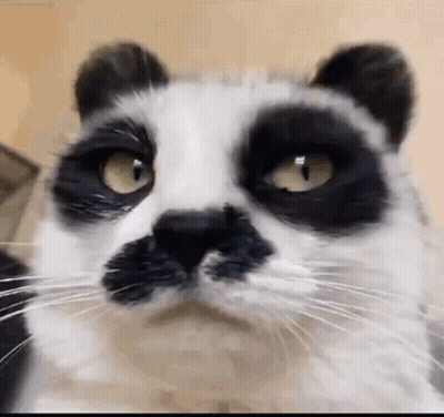 Close Up Black And White Cat With Yellow Eyes GIF