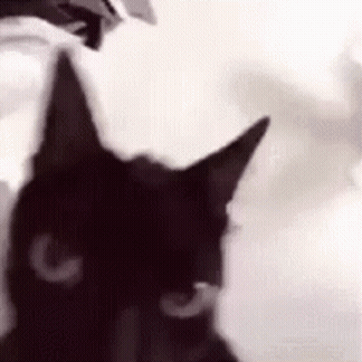 Close Up Black Cat Face GIF