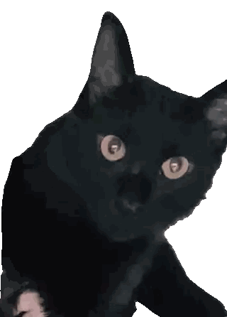 Close Up Black Cat Yellow Eyes Sticker