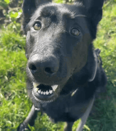 Close-Up Black Dog Mouth Open GIF