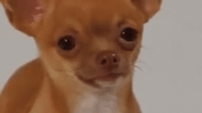 Close Up Brown Chihuahua Looking At Camera GIF