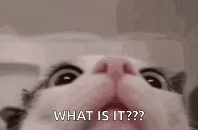 Close Up Cat Asking What Is It GIF