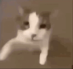 Close Up Cat Beso GIF