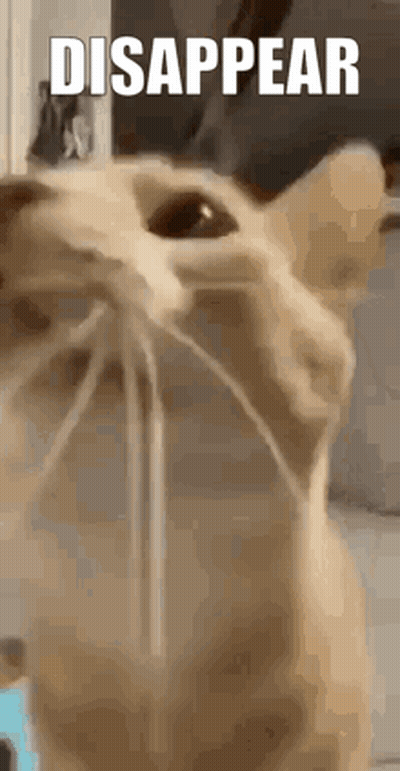 Close Up Cat Disappear GIF