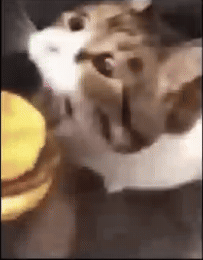 Close Up Cat Eating Hamburger GIF