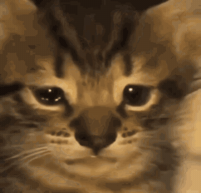 Close Up Cat Eyes Closed GIF