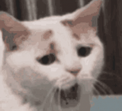 Close-Up Cat Face GIF