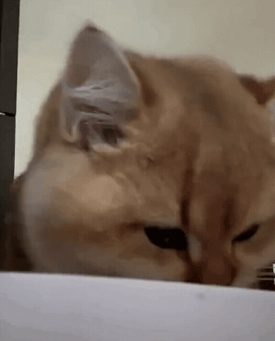 Close Up Cat Face And Ears GIF