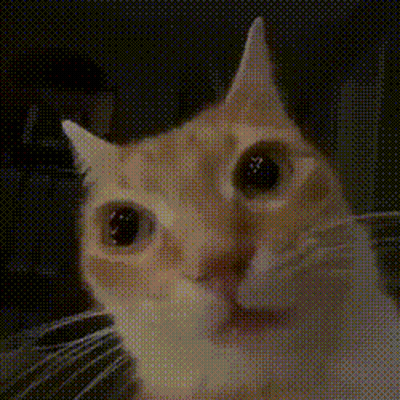 Close Up Cat Face Black Background GIF
