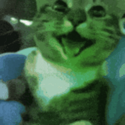 Close Up Cat Face Blue Background GIF