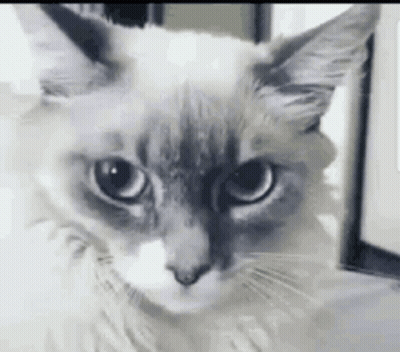 Close Up Cat Face Blurred Background GIF