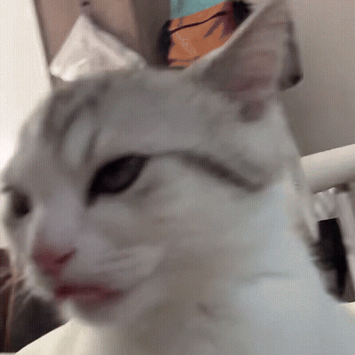 Close Up Cat Face Blurry Background GIF
