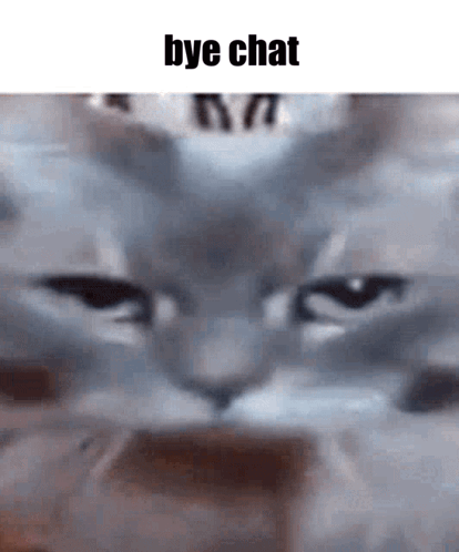 Close Up Cat Face Bye Chat GIF