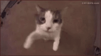 Close Up Cat Face Cat-Gifs.com GIF
