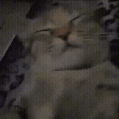 Close-Up Cat Face Eyes Closed GIF