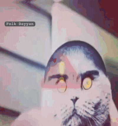 Close Up Cat Face Folk Dayyan GIF