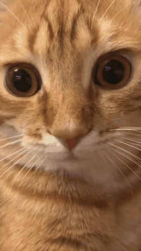 Close Up Cat Face GIF
