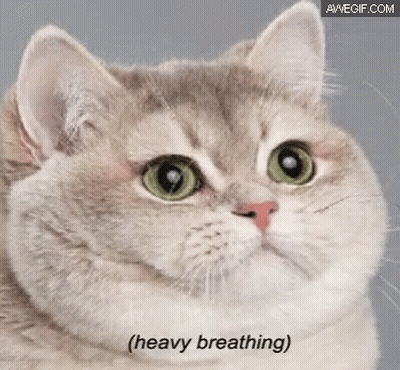 Close Up Cat Face Heavy Breathing GIF