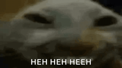 Close Up Cat Face Heh Heh Heeh GIF
