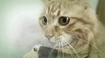 Close-Up Cat Face Looking GIF