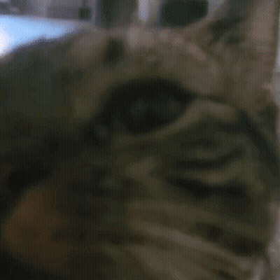 Close Up Cat Face Looking At Camera GIF