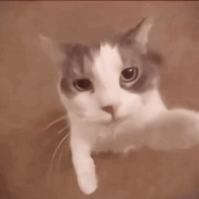 Close Up Cat Face Looking At Camera GIF