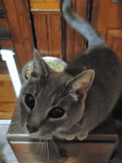 Close Up Cat Face Looking At Camera GIF