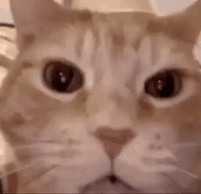 Close-Up Cat Face Lying On Bed GIF