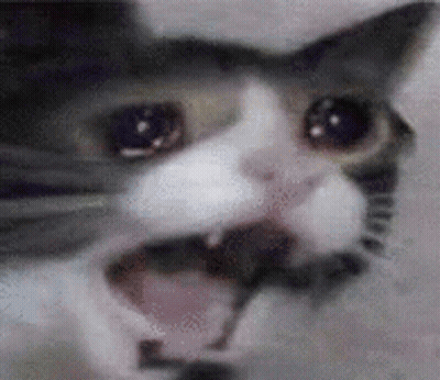 Close-Up Cat Face Mouth Open Eyes Closed GIF