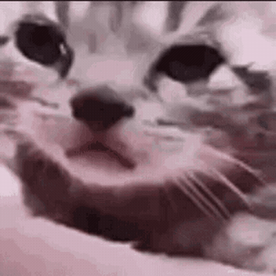 Close Up Cat Face On Bed GIF