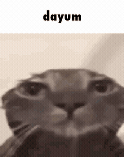 Close Up Cat Face Saying Dayum GIF