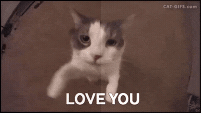 Close Up Cat Face Saying Love You GIF