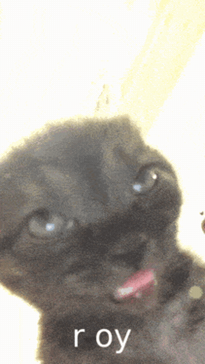 Close Up Cat Face Saying Roy GIF